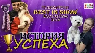Груминг. История успеха! ВолгаГрум 2018, отголоски