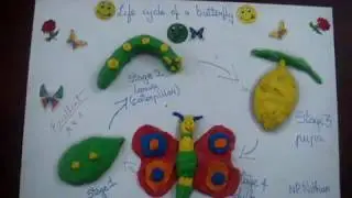 LIFE CYCLE OF A BUTTERFLY | GRADE 4 ACTIVITY | EVS ACTIVITY | KIDS SCIENCE PROJECT