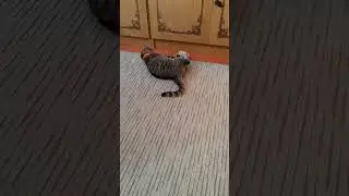 Котик Бастик и мышка Бузова 🤣🐀🐈