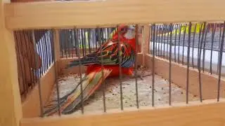 andijon soy qush bozori // андижон сой куш бозори