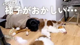 かわいすぎて人をだめにしてしまう愛犬達がコチラ・・・(笑)【ボーダーコリー・オーストラリアンシェパード】