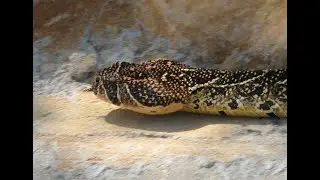 Animals of South Africa