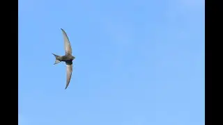 Spotlight on Swifts