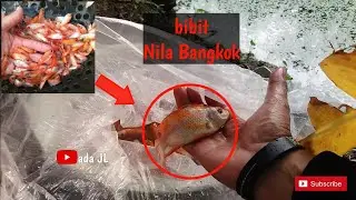 Tebar Bibit ikan nila bangkok di Empang (harganya lumayan mahal )