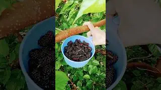 Тут бдай мархамат