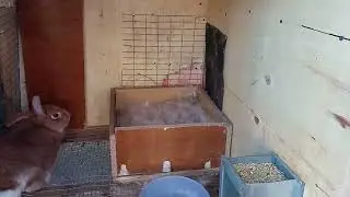 начались окролы