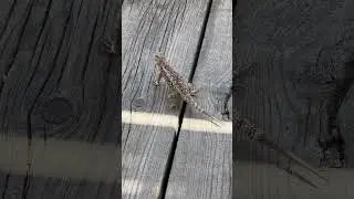 “X” the lizard. Not too afraid of us here at Old Tucson