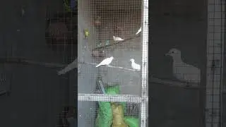 Birds setup #shorts #birds