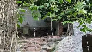 Наши подопечные из Калининградского зоопарка