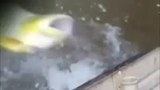 BERHATI-HATI!!! Lompatan Ikan Besar #UTAMAKAN KEAMANAN DALAM MEMANCING