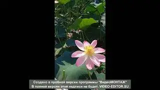 Сакральная #гармония: #волны, #вода, река и #цветок #лотос #волны #река #звук