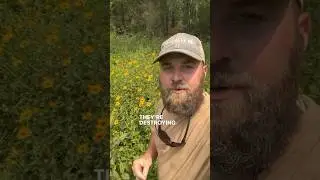 Saving Federally Endangered Tennessee Yellow Eyed Grass #grasslands #conservation #alabama