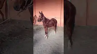 #horse #horses #kokpar #kopkari #конь #vodiy_kopkari #vodiykopkari #лощадь #beautiful #gym