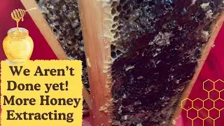 HONEY EXTRACTION PART 2 | BEEKEEPING