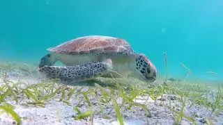 GREEN SEA TURTLE EATING GRASS IN MAHO BAY IN ST JOHN go pro video