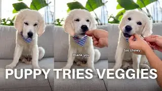 Golden Retriever Puppy Funny Food Review | Mini Microphone ASMR