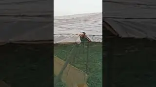 Invernadero tipos de plástico.