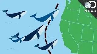 Which Animal Has The Longest Migration?