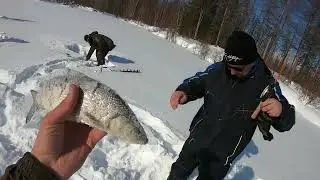 Эвенкия!!! Зимняя рыбалка!!! Снегоходы: Буран с двигателем лифан 27лс, BRP Scandik, аэролодка Pioner