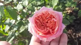 Мері Енн ( Mary Ann )