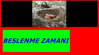 YAVRULARINI BESLEYEN ANNE!!! 