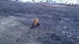 Лиса