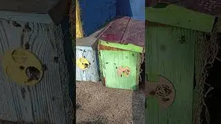 Маленькій обліт нуклеусів #бджоли #бакфаст #бджільництво #мед #пакети