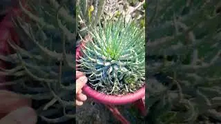 #Succulent #plant #succulents #plants #cactus #propagation #homegarden #care #tips