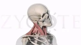 Zygote Muscle Skeletal Animation