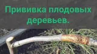 Как привить плодовые деревья.Простой и легкий способ