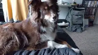 Dog reacts to the word walk