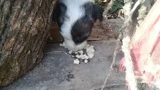 New Born Stray Puppies started eating semi Solid Food & some boiled Chick Peas 