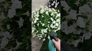 ОБЯЗАТЕЛЬНАЯ ОБРАБОТКА ЦВЕТОВ ОТ БОЛЕЗНЕЙ.