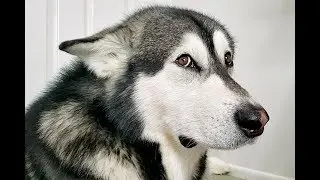 How I Helped My Dog Get Over His Fear Of The Vacuum