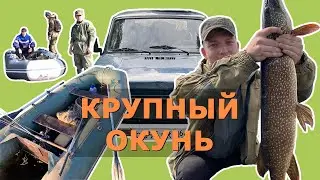 Spinning for large perch in Siberia