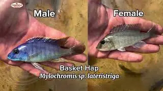 🐠 Some of our Top Breeders 🐟 #imperialtropicals