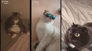 funny animals tiktok compilation #1 - Try Not To Laugh
