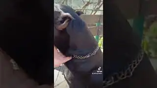 Таке воно гарне. That's how good it is. #кошка  #собака  #dog  #cat  #shortvideo
