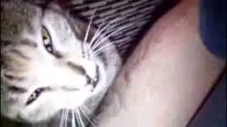 cat licking my hand