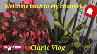 My plants after blizzard snow#snow #flowers #nature #gardening