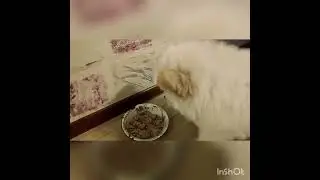 Щенок чау-чау учимся команде "Жди"