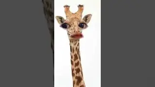 Look animals