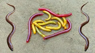 Wow! Looking for millipedes, luwing can get eels, ornamental fish, betok fish, cute turtles, catfish