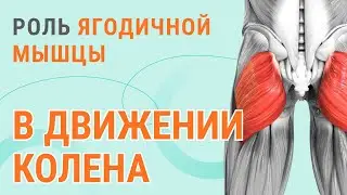 👉​ Роль ягодичной мышцы в движении в коленном суставе