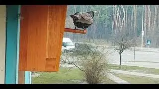 СВОРЦЫ прилетели (25.03.2020)