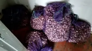 подготовка почвы для чеснока