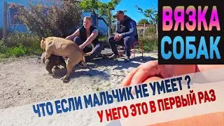 American Bully stud. American bully mating.