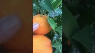 Portakal hasatı (orange harvest) 