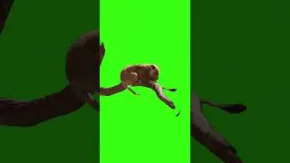 Kid of loin | Green Screen Kid of loin | Green screen Video 