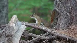 One breath and nature sounds